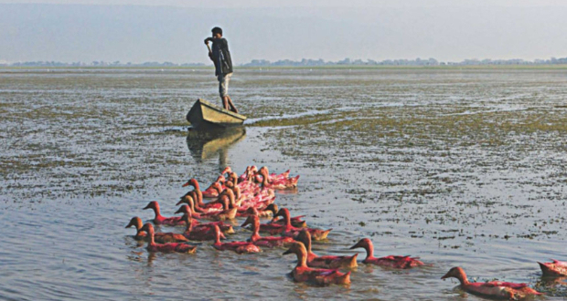 The conservation of Tanguar Haor is a prime example of the nature-based solutions (NbS) Bangladesh has been implementing to build disaster and climate resilience. Photo: Sakib Ahmed